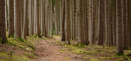 trail through the woods similar to ring of fire trail