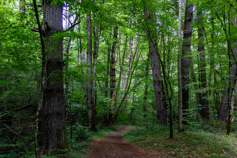 Explore Pine Tree Knoll, a New Community in Selma, NC