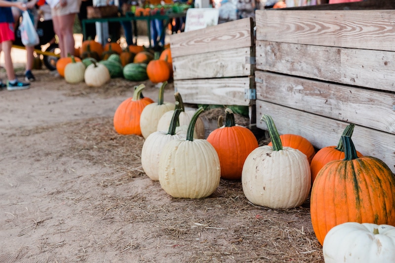 Families enjoying a fall festival with colorful foliage